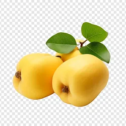 Айва