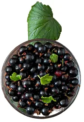 Черная смородина