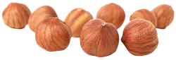 Фундук лесной