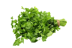 Кинза