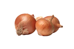 Лук репчатый