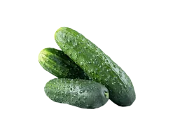 Огурцы сорт ТСХА