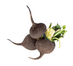 Редька черная