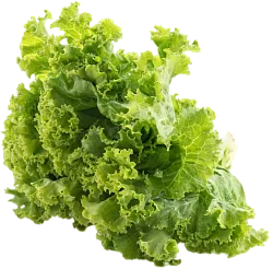 Салат латук