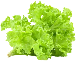 Салат листовой