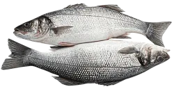 Сибас (морской окунь) непотрошеный с головой охлажденный