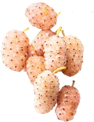Ягода шелковицы (тутовник) белая Армения